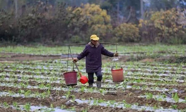 2024年耕地地力保护补贴已公布每亩补多少钱？5类土地领不到(图1)