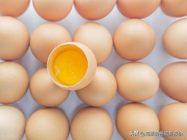 2024年6月25日鸡蛋价格行情早报(图2)