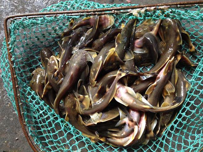 背上有毒刺因“爱干净”成珍贵鱼类今年卖到1200元斤为啥农民不养殖？(图5)