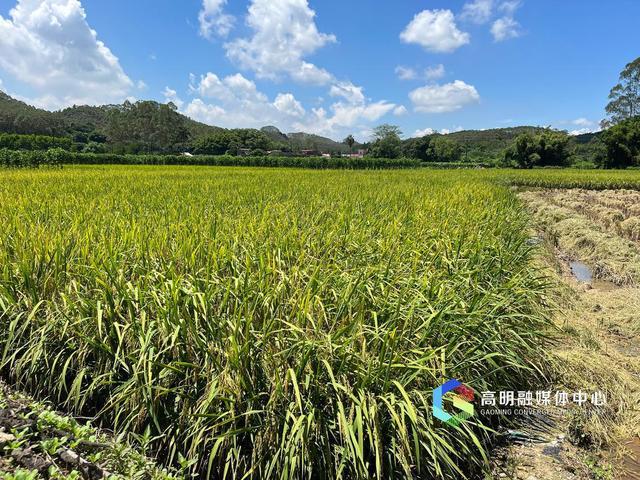 高明开展区级示范家庭农场、农民合作社区级示范社申报认定工作(图2)