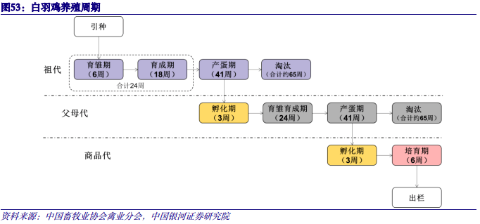 【中国银河农业】2024年度策略：直面行业低谷期静候种养双链之佳音(图19)