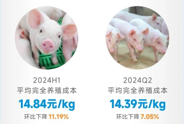 京基智农2024年半年报：生猪业务扭亏为盈单季盈利134亿创新推动完全养殖成本降至742元斤(图3)