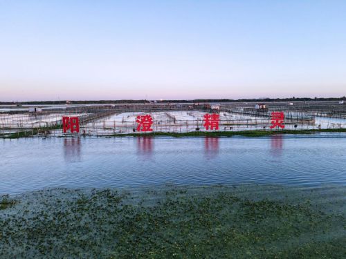 阳澄精灵美味登场2024阳澄湖大闸蟹开捕节共赏金秋丰收(图2)