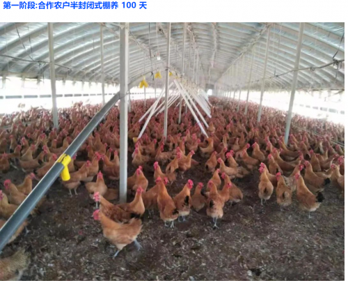 老乡鸡：非散养更健康！智慧养殖模式重塑你的饮食新标准(图2)