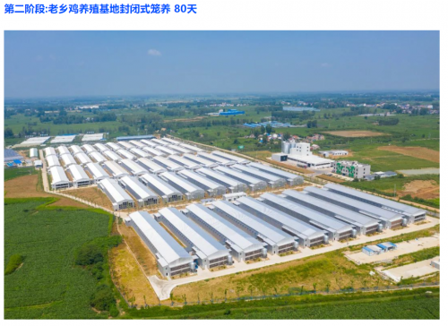 老乡鸡：非散养更健康！智慧养殖模式重塑你的饮食新标准(图3)
