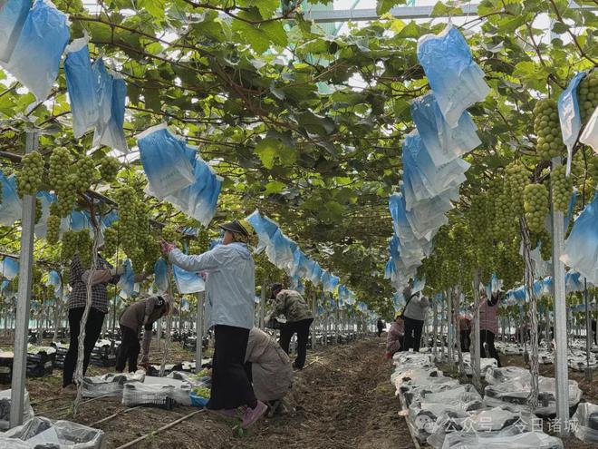 18个合作社试水！合力打造自己的乡土品牌(图1)
