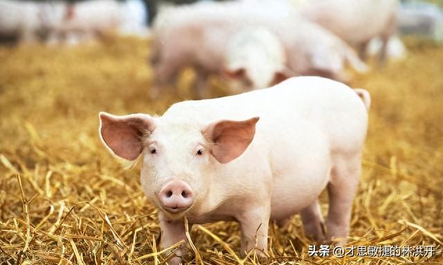 11家生猪养殖股三季度业绩盘点：9家净利暴增超100%1家(图1)