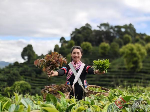 景谷：立体茶园实现“一叶”变“多业”_新华网(图2)