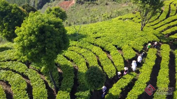 景谷：立体茶园实现“一叶”变“多业”_新华网(图1)