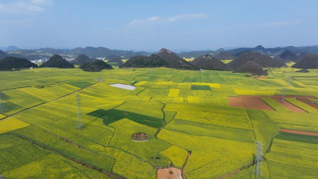 曲靖罗平：“赏花经济”既有“颜值”又有“产值”(图2)
