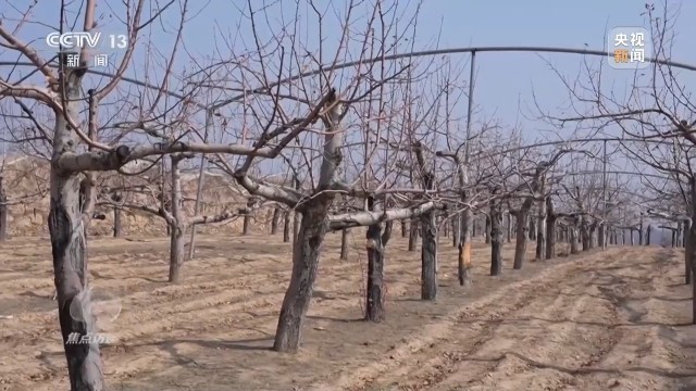 卖产品→卖品牌看延安如何把苹果树变成“摇钱树”(图2)