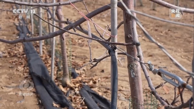 卖产品→卖品牌看延安如何把苹果树变成“摇钱树”(图6)