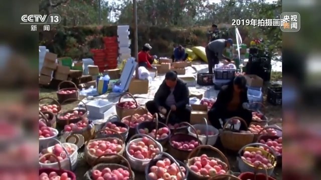 卖产品→卖品牌看延安如何把苹果树变成“摇钱树”(图12)