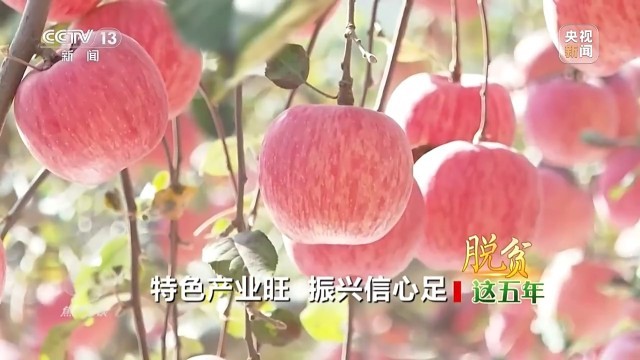 卖产品→卖品牌看延安如何把苹果树变成“摇钱树”(图14)
