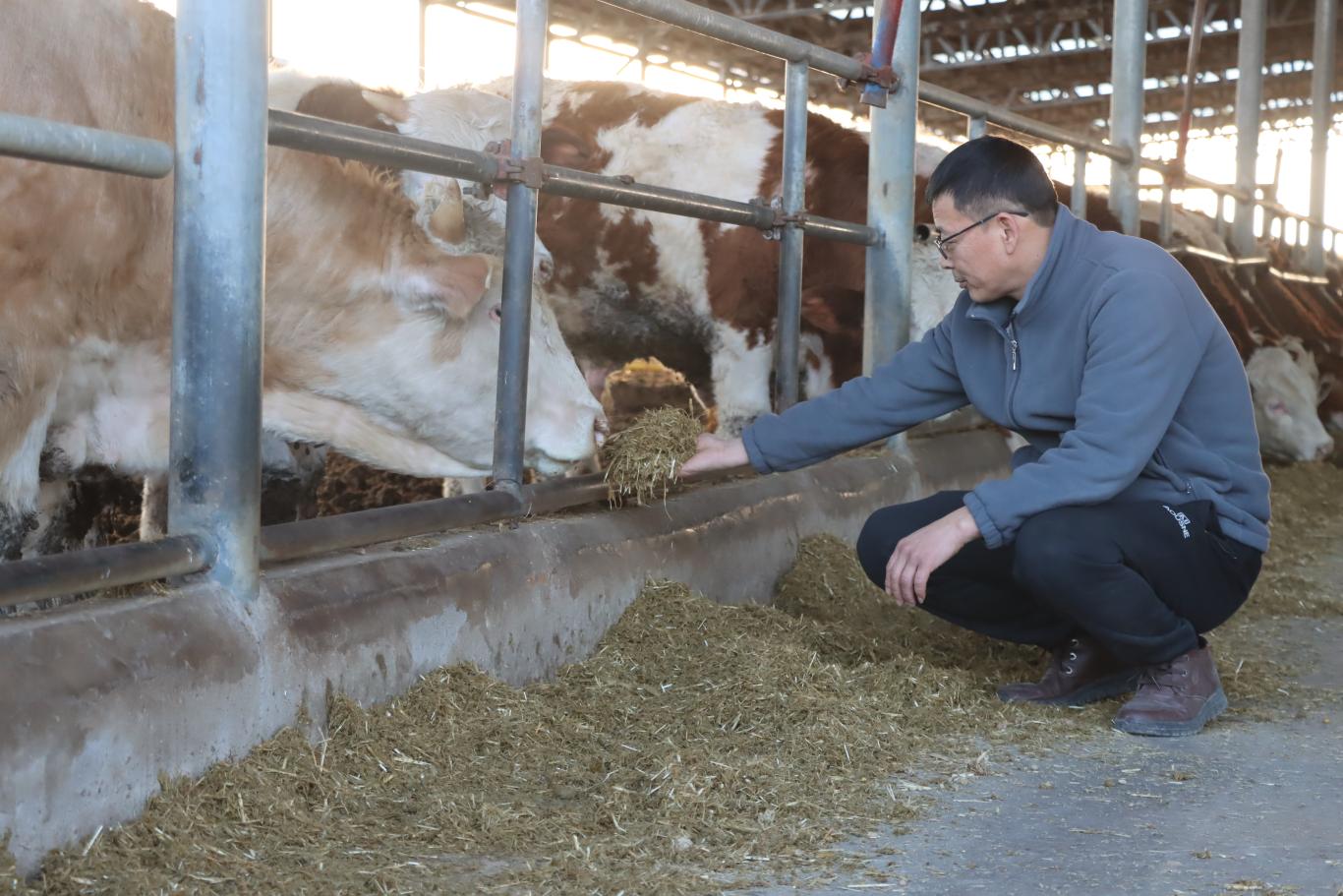 阎良区肉牛养殖业迎难而上：政策扶持与技术品牌双突破助力产业升级(图2)
