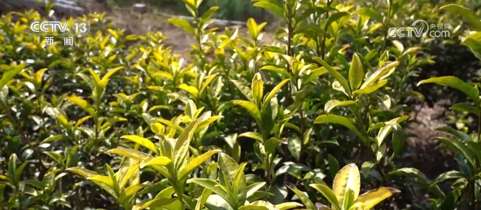 “智”造茶园增添科技范茶产业铺就乡村振兴“致富路”(图3)