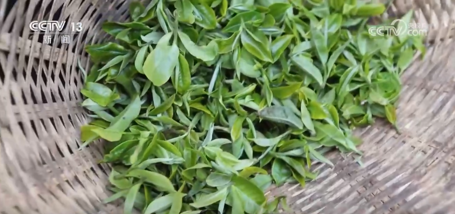“智”造茶园增添科技范茶产业铺就乡村振兴“致富路”(图4)