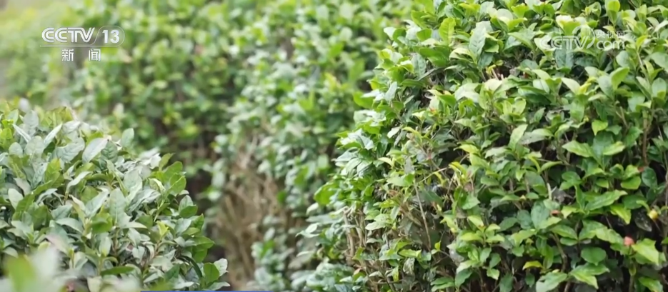 “智”造茶园增添科技范茶产业铺就乡村振兴“致富路”(图7)
