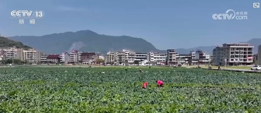 春季农田新景象：“一分田”开出多种“花”特色农业“种”出新希望(图1)