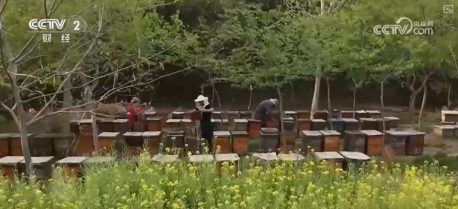 好“蜂”景蜜香飘海外！蜂产品外贸版图扩大出口强劲(图16)