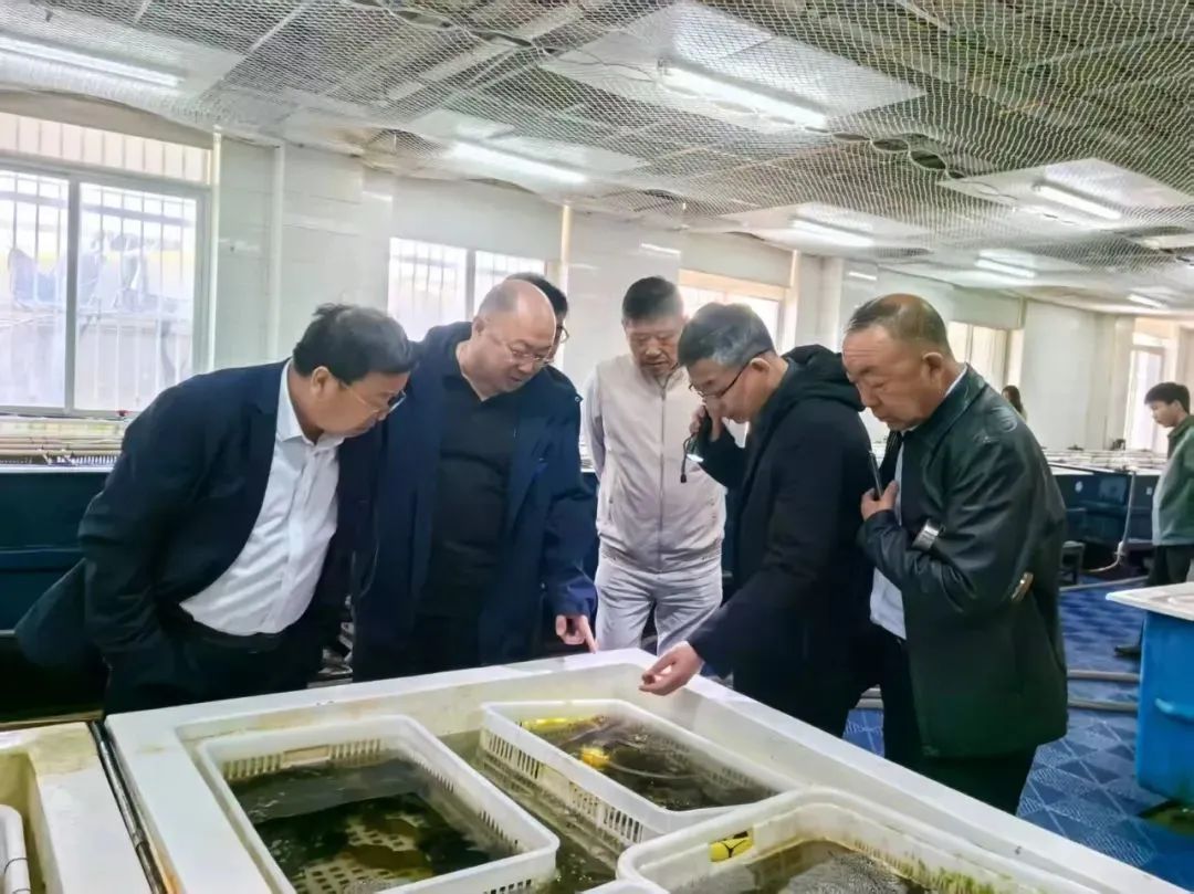 青岛西海岸新区探路海胆特色养殖新赛道(图2)