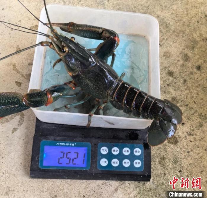 云南耿马稻田养出澳洲龙虾消费市场迎新机遇(图1)