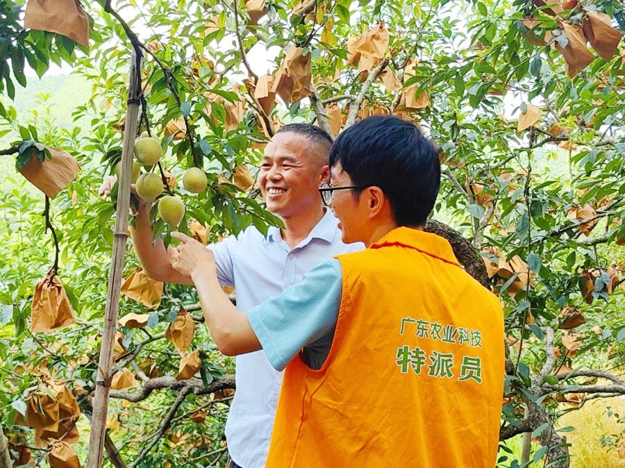 乐昌黄金柰李即将上市总产量预计突破7万吨(图2)
