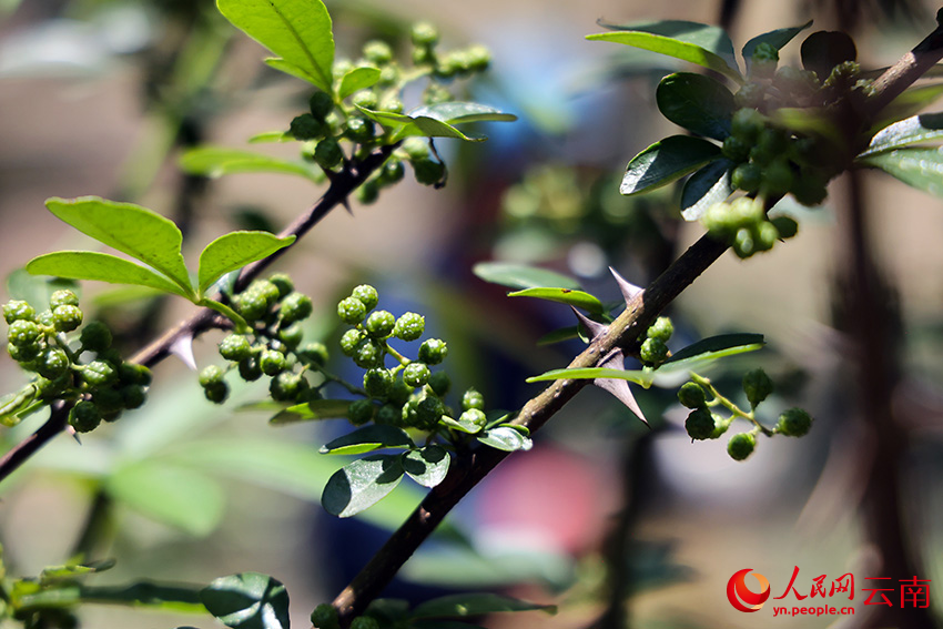 打造百亿级产业昭通花椒成云南“香麻”名片(图2)
