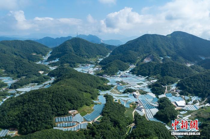 湖北山区“亿元村”蹚出“柿”业振兴路(图2)