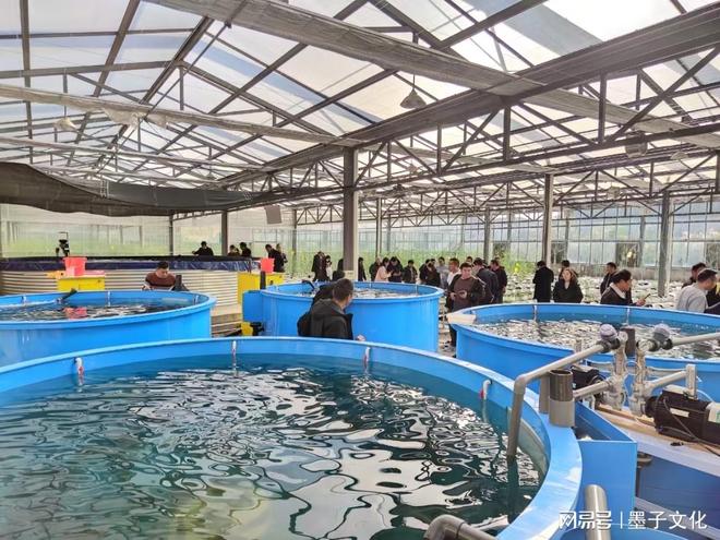马口鱼养殖：市场需求旺盛湖北依琪农研引领未来方向(图2)