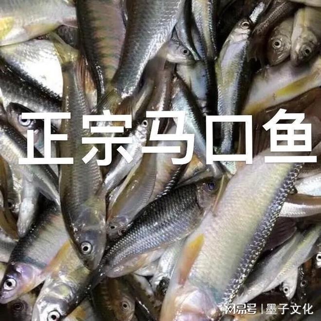 马口鱼养殖：市场需求旺盛湖北依琪农研引领未来方向(图1)