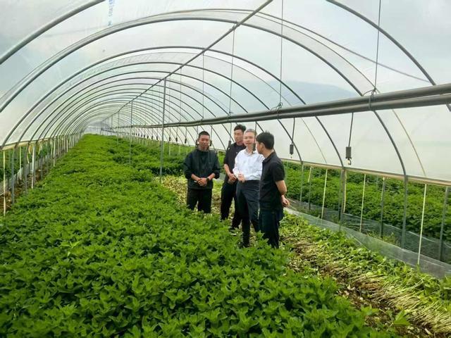 一片薄荷背后的沪滇之缘(图2)