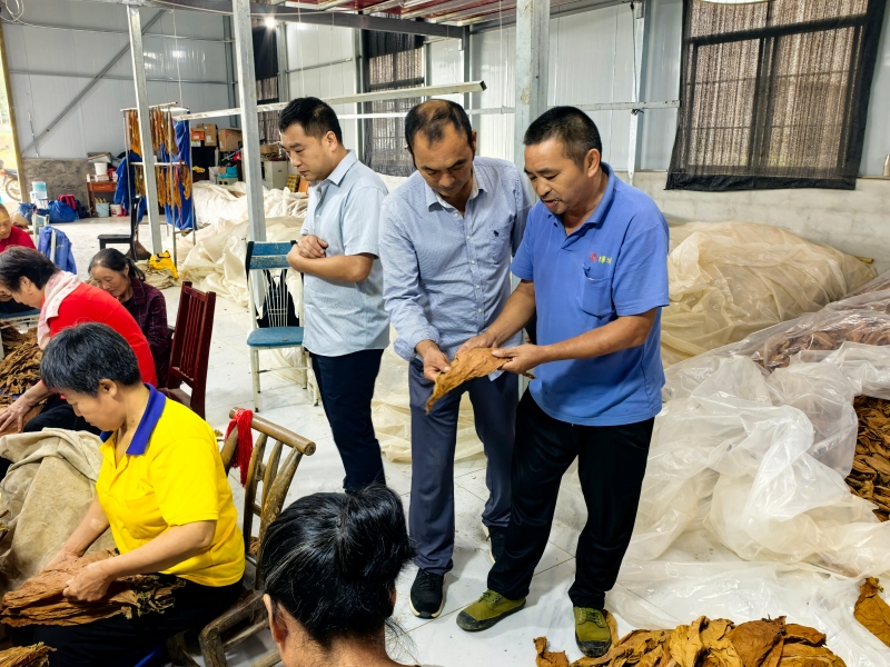 金叶铺就振兴路产业奏响富民曲(图3)
