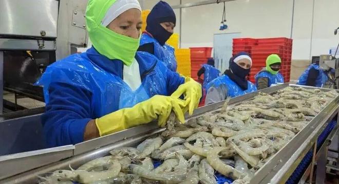 进口虾破百万吨中国对虾养殖的出路在哪？(图5)