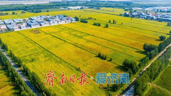连续阴雨天济南正在抢着干这件大事(图3)