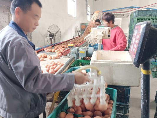 畜牧减抗“不仅可行还有实打实的经济账！”(图3)