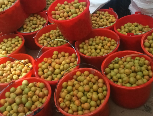 乡村产业振兴一二三产融合发展的领头雁(图4)