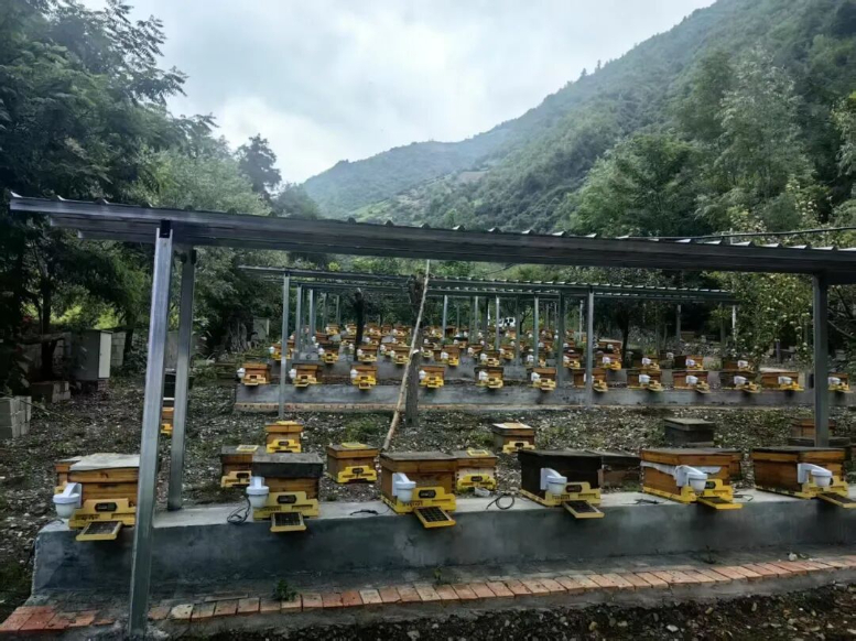 舟曲县：林区党建“点绿生金”(图2)