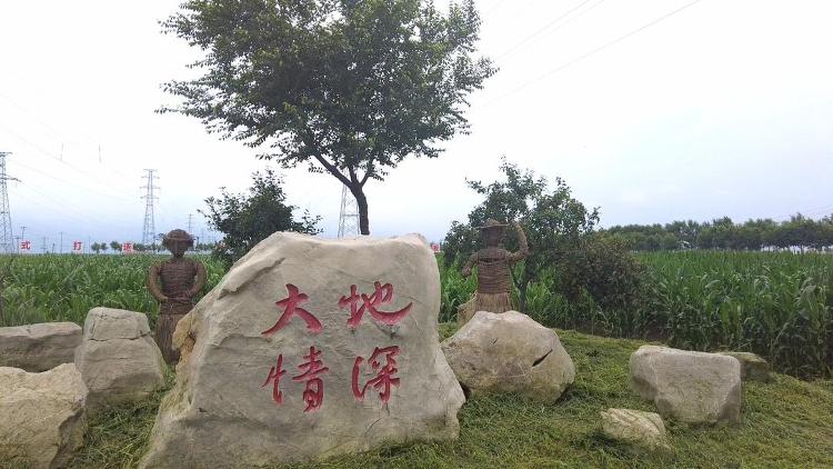 “牧草之王”唤醒沉睡碱地潍坊昌邑2万多亩“不毛地”实现“一年收五茬”(图1)