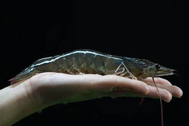绵竹“造海”养出可生食对虾！一小时直达成德绵餐桌(图2)