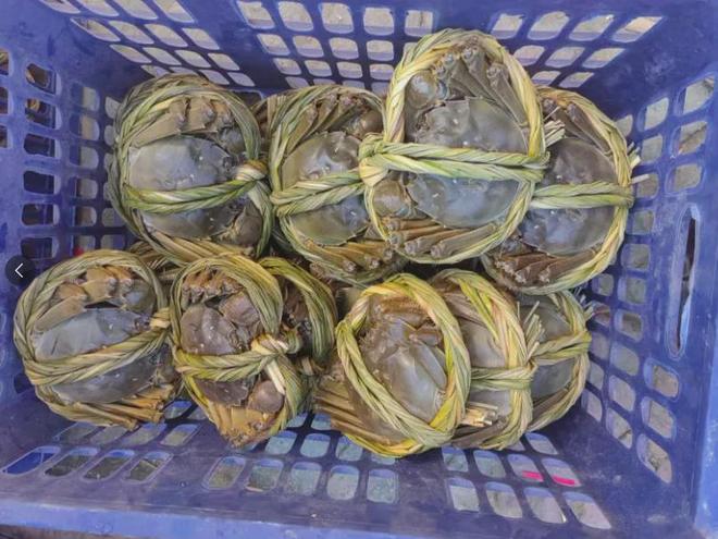 蟹料价格战困局：谁愚弄养殖户谁终将被市场抛弃▏美女静言(图4)