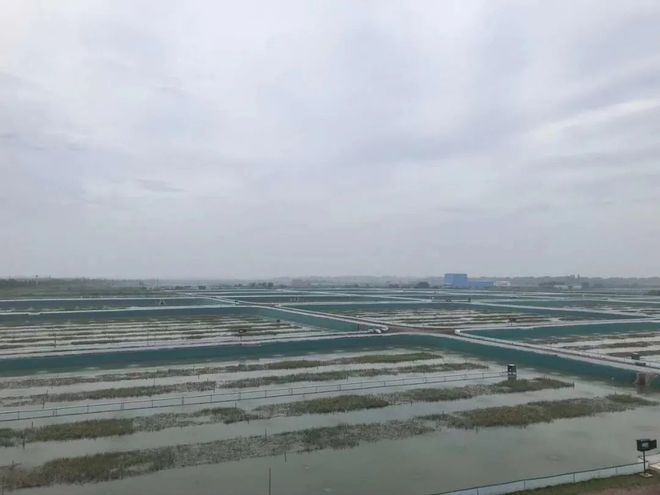 蟹料价格战困局：谁愚弄养殖户谁终将被市场抛弃▏美女静言(图2)
