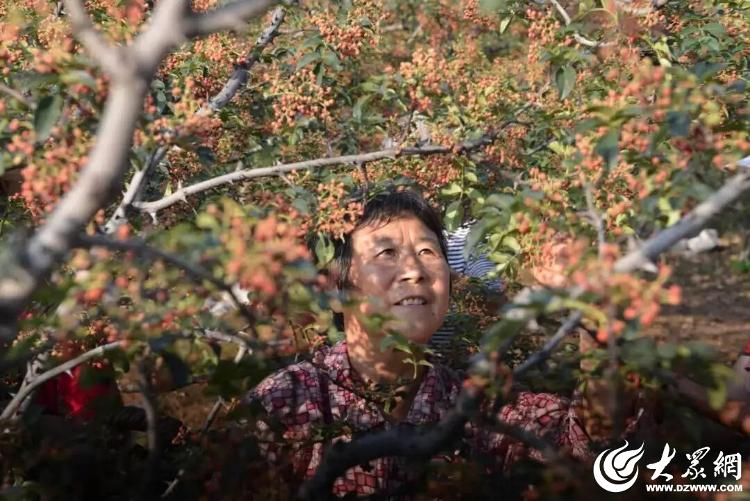 潍坊临朐：千亩花椒映红坡强村富民绘新景(图1)