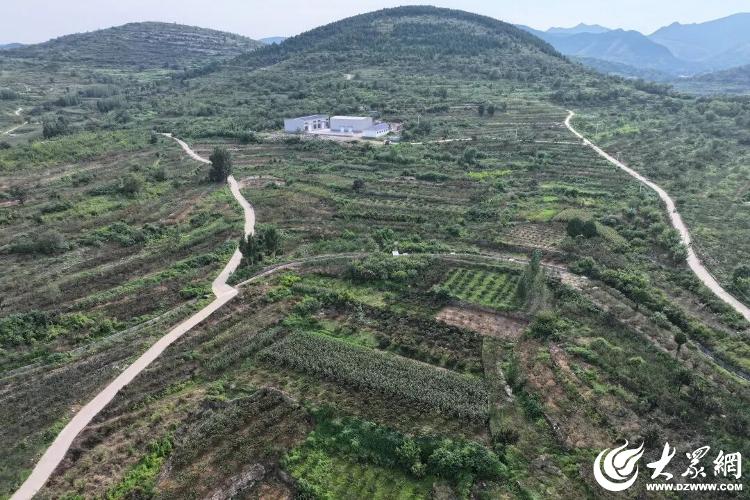 潍坊临朐：千亩花椒映红坡强村富民绘新景(图2)