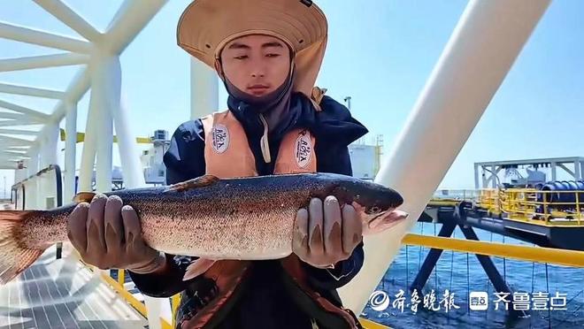 青春华章向海图强溯源长岛“蓝色粮仓”揭开三文鱼深远海养殖神秘面纱(图3)