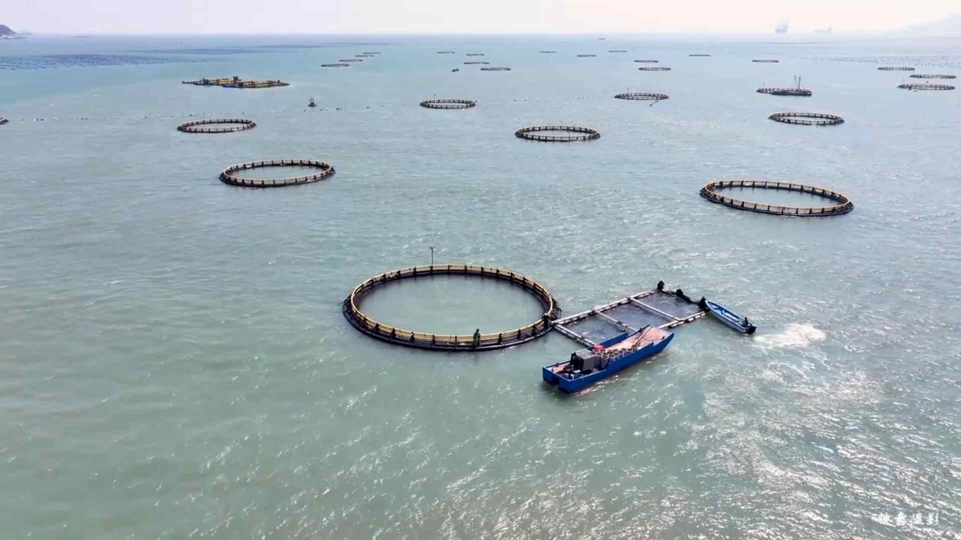 广东养鱼有神器！它们如何智能升级挺进深海？(图2)