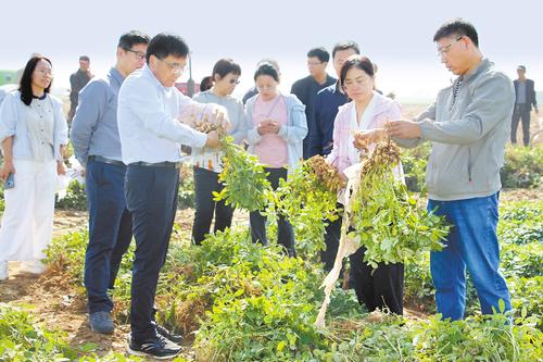 “冀花生香”一粒花生的產業突圍(图1)