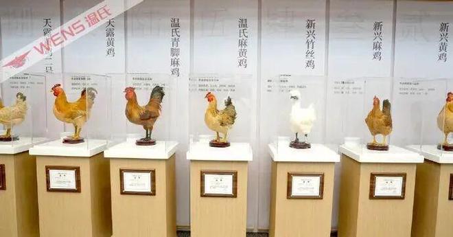 践行两会声音温氏股份以实干推动畜牧业高质量发展(图1)