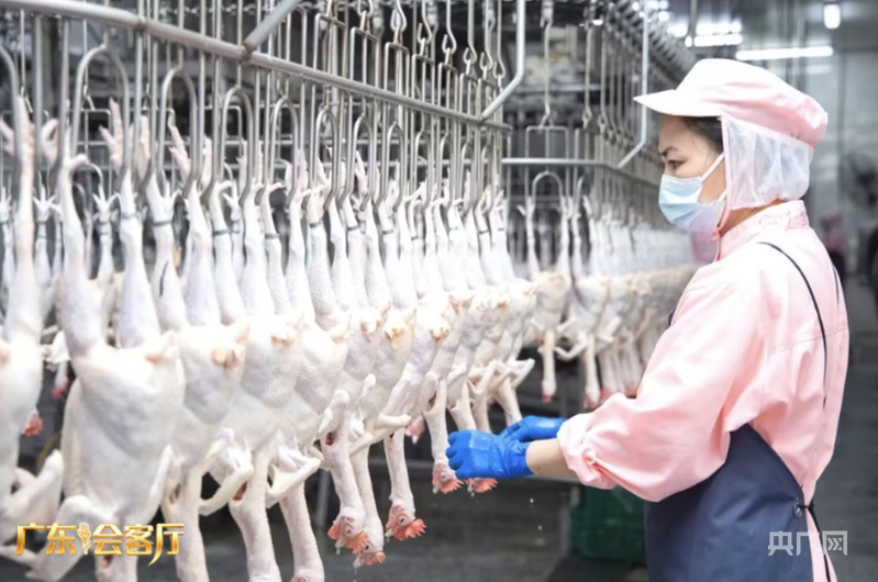 广东会客厅｜专访天农集团总裁张正芬：四十载扎根乡土让清远鸡飞向全国餐桌(图3)