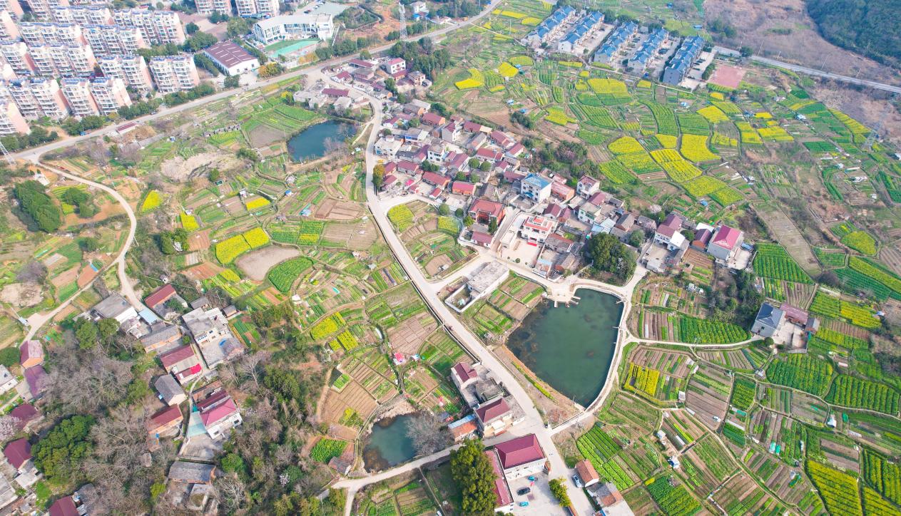 銅陵市郊區：黨建引領“金”色產業繪就鄉村振興“華”美畫卷(图1)